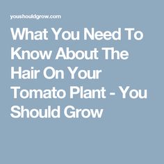 Dictionary Of Gardening And Plant Growing Terms Phrases What You Need To Know About The Hair On Your Tomato Plant Should Grow