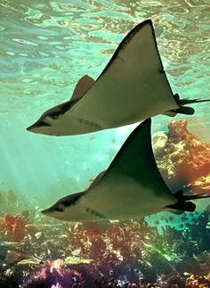 62 best rays sting