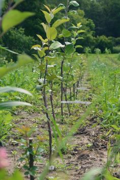 1218 Best Dwarf Fruit Trees Images In 2019 Agriculture Edible Winter Care Of Your Fruit Trees Via Seed Savers Exchange With October