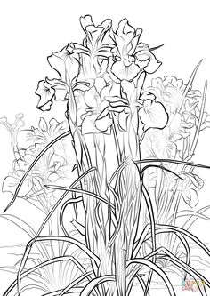 Coloring English Iris Page Free Printable Pages On Coloringcrew Click The