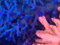 22 best my corals