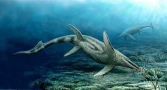 dendrorhynchoides
