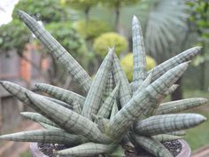 78 Best Sansevieria Images In 2019 Planting Flowers Sansevieria Cylindrica Boncel Spear Orchid Is A Succulent Plant With Fat Short Leaves