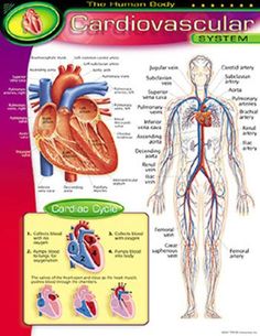 12 lead ekg recognition circumflex cx i avl reads type 1 diabetes pathophysiology flow chart