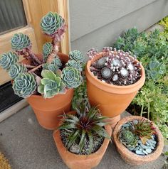 1851 best succulents containers