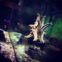 55 best starfish images