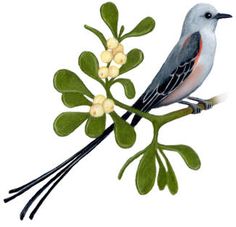 oklahoma state bird and flower me