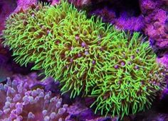 31 best fish images