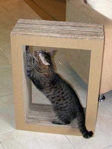 Cat Doesnt Like Condo Cat Doesnt Like Condo