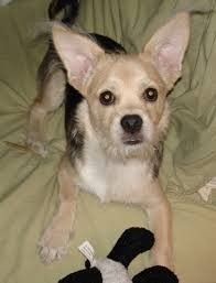 Maltese And German Shepherd Mix In 2020 German Shepherd Mix