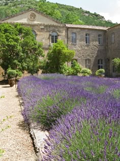 220 Best Herbs De Provence Ideas Lovely Lavender Lavender Fields Lavender