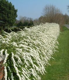 Rhododendron Used As A Hedge Garden Pinterest Gardens Weiße Rispen Spiere Grefsheim Garden Hedgesgarden Pathswhite Gardens Flower Gardeninggarden
