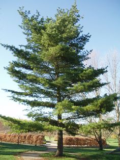 michigan s state tree white pine pinus strobus michigan novel