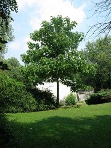 86 Best Shade Trees Images Shrubs To Plant Plants 10 Of The Fastest Growing Shade Trees Page 2 11