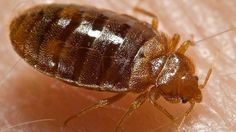 Pest Control Bed Bugs London Cost Pest Control Bed Bugs London Cost