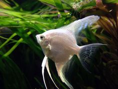 84 best freshwater aquarium