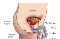 Prostatitis hátterek