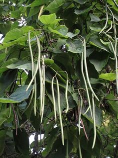 catalpa pods seed trees tree northern seeds beans cons leaves drought tolerant pros string seedling plant planting flowers flowering spring