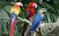 コンパニオンバード Companion Bird のアイデア 34 件 バード インコ 鸚哥 コンパニオンバード Companion Bird のアイデア 34 件 バード インコ 鸚哥