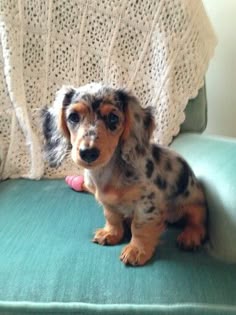 Zoey Dapple Mini Dachshund Chiot Teckel Chiot Bebe Chien
