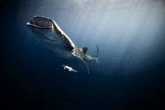 13 best pelagic zone images pelagic zone marine biology marine life pelagic zone