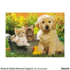 Free Cute Dog And Cat Wallpaper Hd Dogs And Cats Dogs Cats Puppies