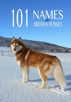 52 Ideas De Huskies Siberianos En 2021 Huskies Siberianos Perro Husky Perro Siberiano