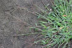 crab grass herbicides