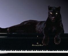 Anna Nikolaïevna. Noir Et BlancChats SauvagesPanthère