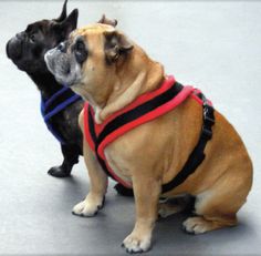 Hands Free Dog Leash Petsmart Hands Free Dog Leash Petsmart