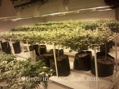 The Active Ingredients Of Medical Marijuana | Pinterest The Active Ingredients Of Medical Marijuana | Pinterest
