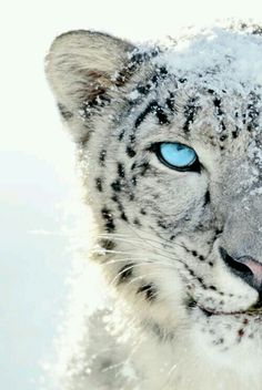 27 best screensavers for