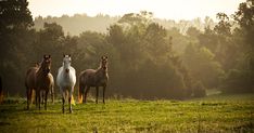 ASPCA (ASPCA) - Profile | Pinterest