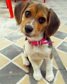 Beagi Dog Breed Information And Pictures Champion Beagle