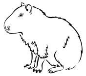 Pin On Rodent Species