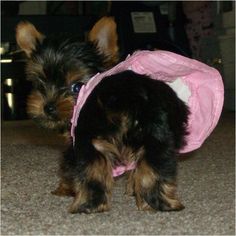 hogyan lehet fogyni yorkie