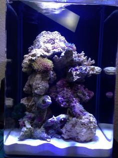 84 best saltwater nano