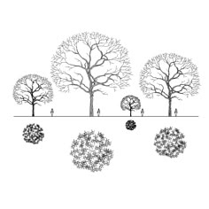 download this collection of 40 revit tree families 3d bim models of 2d polygon trees - Architecture Drawing Of Trees download this collection of 40 revit tree families 3d bim models of 2d polygon trees - Architecture Drawing Of Trees
