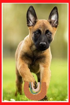340 Berger Malinois Ideas In 21 Malinois Belgium Malinois Malinois Puppies