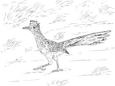 Realistic Greater Roadrunner Coloring Page From Category Select 30423 Printable Crafts Of Cartoons Nature Animals Bible And Many More
