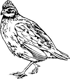 quail clipart black and white clipart station tattoo pinterest