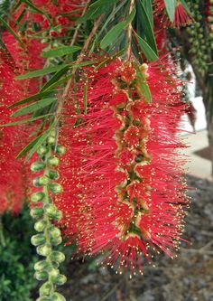 1120 Best Plants For Houston Images On Pinterest In 2018 Garden Callistemon Viminalis Hannah Ray Bottlebrush From Greenleaf Nursery Possibly Grow