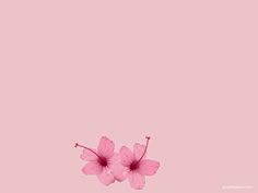 girly powerpoint background koni polycode co