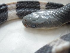 cobra bungarus sintomas de diabetes