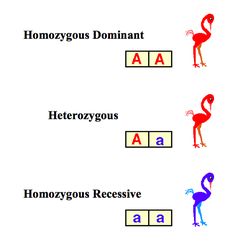 punnett square a diagram used to predict the outcome a phenotype and genotype