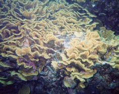 13 best corals i
