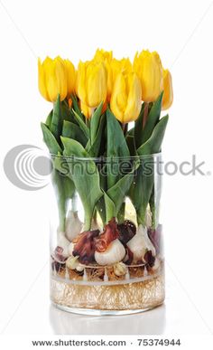 forcing tulip bulbs bloom want to try this sometime but since it takes months force tulip bulbs 16 best forced tulips images on pinterest tulipani casa forcing tulip bulbs bloom want to try this sometime but since it takes months force tulip bulbs 16 best forced tulips images on pinterest tulipani casa