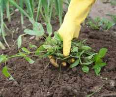 240 Organic Farming Ideas Organic Farming Organic Growth Hormone