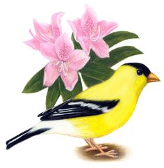 Machusetts State Flower Bird And Washington State Bird And Flower American Goldfinch Spinus Tristis