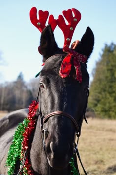 115 best christmas horses images in 2019 equine photography